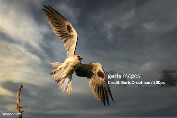 into the sky white-tailed kite,low angle view of eagle flying against cloudy sky,costa mesa,california,united states,usa - white tailed kite stock pictures, royalty-free photos & images
