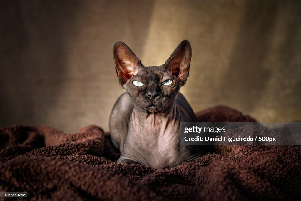 Thuban,Close-up of cat sitting on bed at home