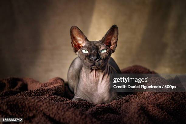 thuban,close-up of cat sitting on bed at home - pure bred cat stock pictures, royalty-free photos & images