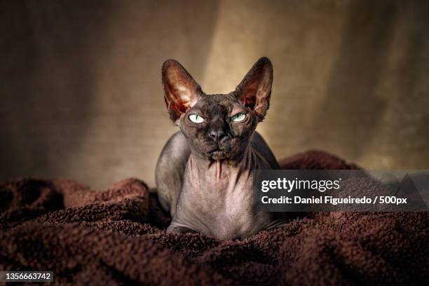 thuban,close-up of cat sitting on bed at home - purebred cat bildbanksfoton och bilder