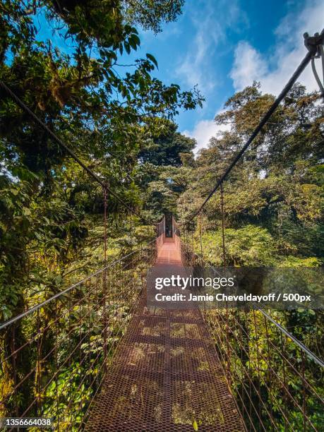 empty footpath amidst trees in forest,monteverde cloud forest biological preserve,costa rica - hängbro bildbanksfoton och bilder