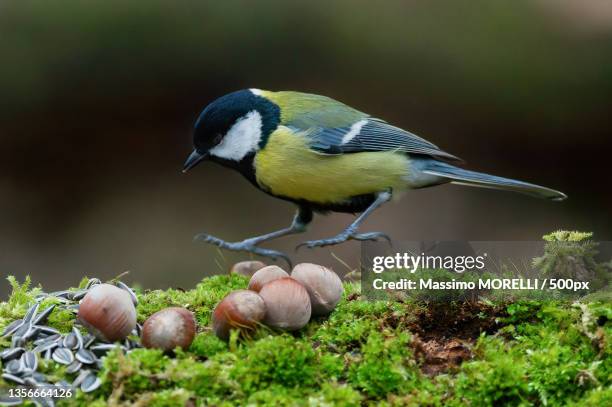 la cinciallegra nel bosco,close-up of songgreat tit perching on branch,torrile,parma,italy - cinciallegra stock pictures, royalty-free photos & images