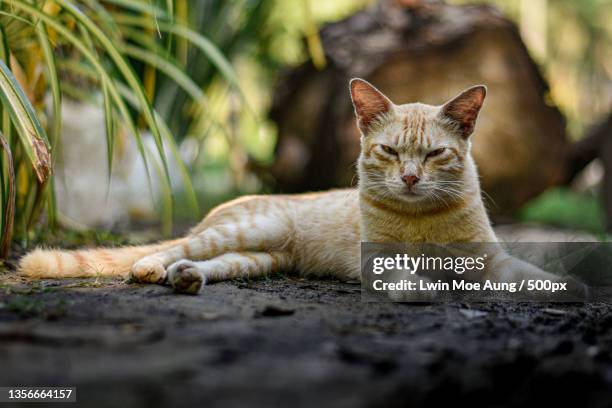 burmese cat,portrait of cat relaxing outdoors,buthidaung,myanmar - burmese cat stock-fotos und bilder