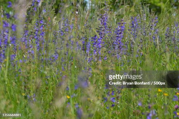 fleurs des champs,close-up of purple flowering plants on field - fleurs des champs stock-fotos und bilder