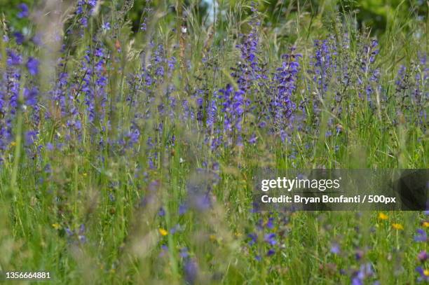 fleurs des champs,close-up of purple flowering plants on field - fleurs des champs stock pictures, royalty-free photos & images