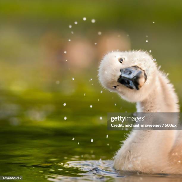 peekaboo,close-up of duck swimming in lake - swan stock-fotos und bilder