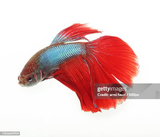 red tail betta fish in action,close-up of siamese fighting fish against white background - kampffische stock-fotos und bilder