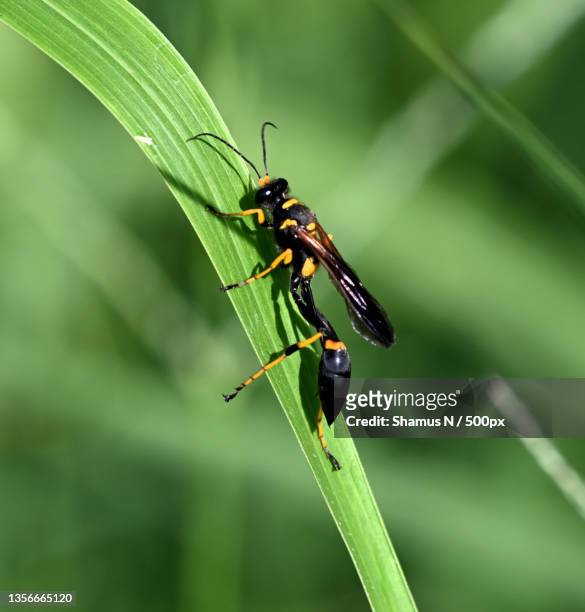black yellow mud dauber wasp,close-up of insect on plant,united states,usa - mud dauber wasp fotografías e imágenes de stock