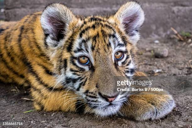 little tiger,close-up portrait of sumatran tiger,lithuania - tiger cub stock pictures, royalty-free photos & images