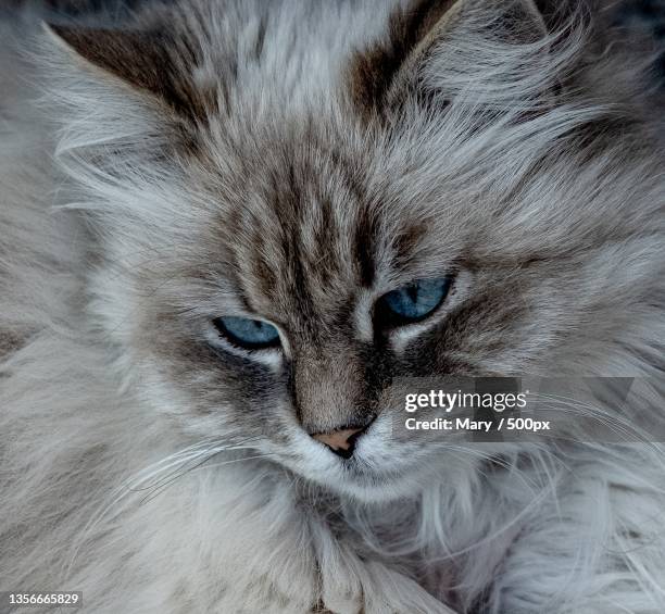 the melancholy,close-up portrait of cat - サイベリアン ストックフォトと画像