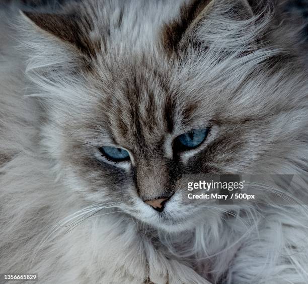 the melancholy,close-up portrait of cat - siberian cat stockfoto's en -beelden