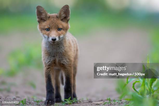 red fox,portrait of red fox standing on field - fox bildbanksfoton och bilder