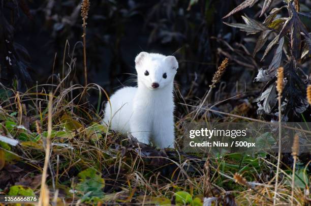 portrait of white rabbit on field - mustela erminea stock pictures, royalty-free photos & images