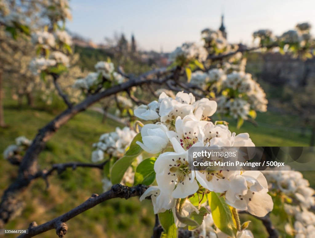 Prague,Close-up of white cherry blossoms in spring,Praha,Czech Republic