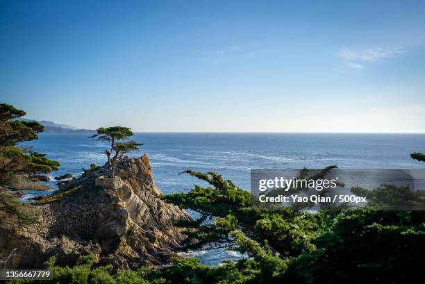 scenic view of sea against clear blue sky - lone cypress tree stock pictures, royalty-free photos & images