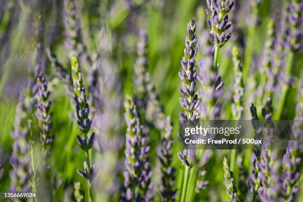 sunset sky over lavender bushes,closeup of flower field background - fleur macro stock pictures, royalty-free photos & images
