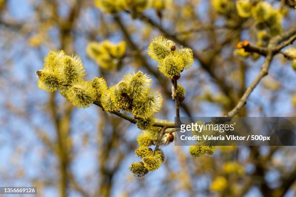 spring tree flowering catkin flowers on the tree,slovakia - hamamelis stock-fotos und bilder