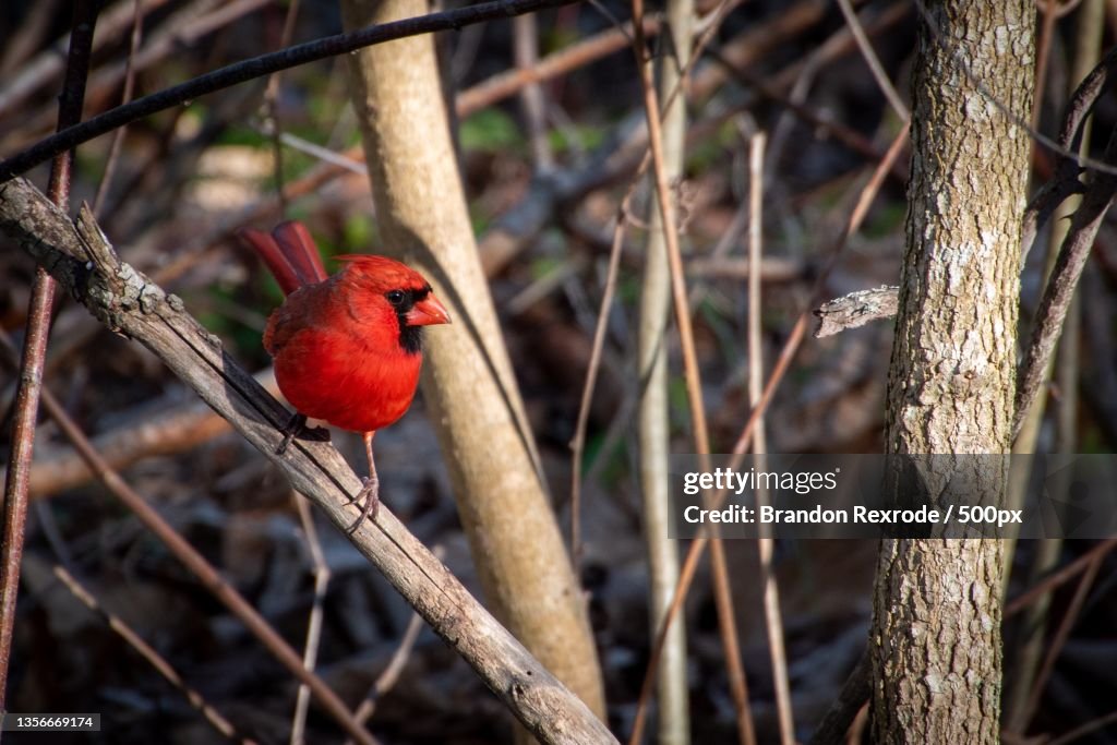 Mr Photogenic,Close-up of songcardinal perching on branch,Franklin,West Virginia,United States,USA