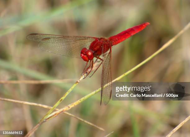 red dragonfly,close-up of dragonfly on plant,parcheggio pialassa baiona,ravenna,italy - parcheggio stock pictures, royalty-free photos & images