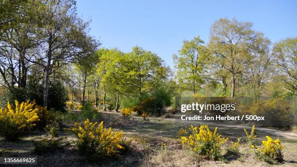 landscape,trees by road against clear sky,farnham,united kingdom,uk - agroforestry stockfoto's en -beelden