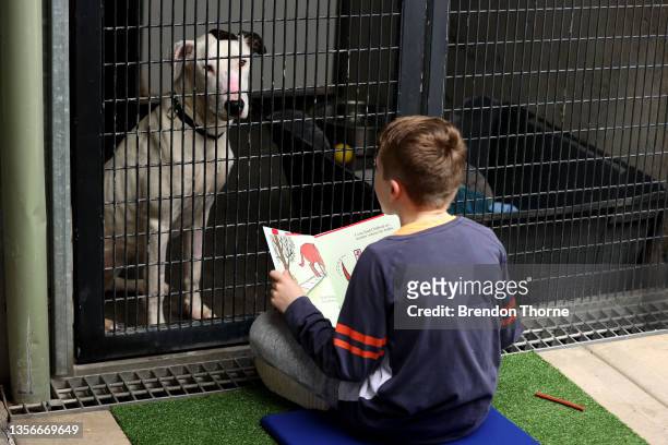 Volunteer reads CLIFFORD THE BIG RED DOG books to Kali, an RSPCA NSW shelter animal seeking her fur-ever home on December 01, 2021 in Sydney,...