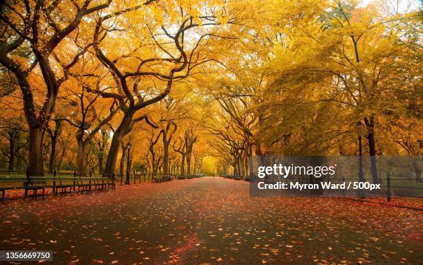 dramatic fall shoot in the beautiful town of savannah,georgia,savannah,united states,usa - savannah georgia stock pictures, royalty-free photos & images