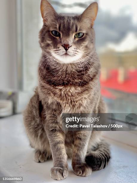 cat portrait,close-up portrait of cat sitting on window sill - pavel talashov stock-fotos und bilder