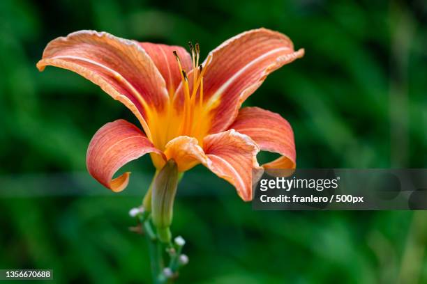 hmrocalle fauve - face,close-up of orange day lily,anse,france - fleur flore fotografías e imágenes de stock