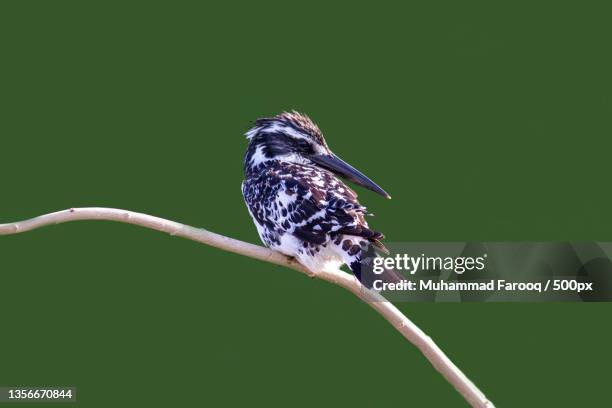 pied kingfisher,close-up of pied kingfisher perching on plant stem,karachi,pakistan - karachi stock pictures, royalty-free photos & images