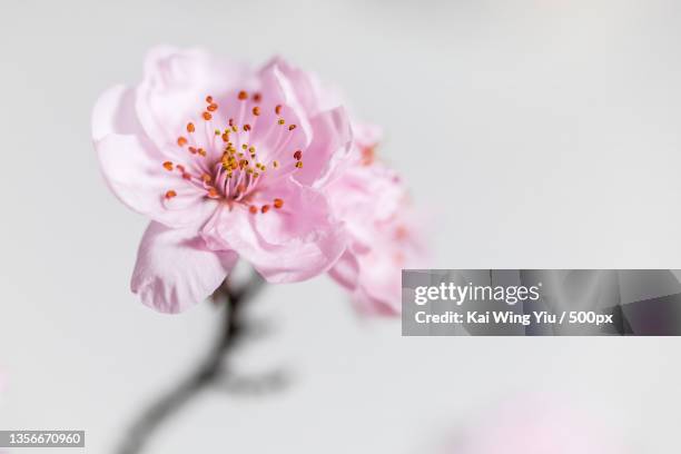 peach blossoms,close-up of pink cherry blossom,epping,new south wales,australia - cerezos en flor fotografías e imágenes de stock