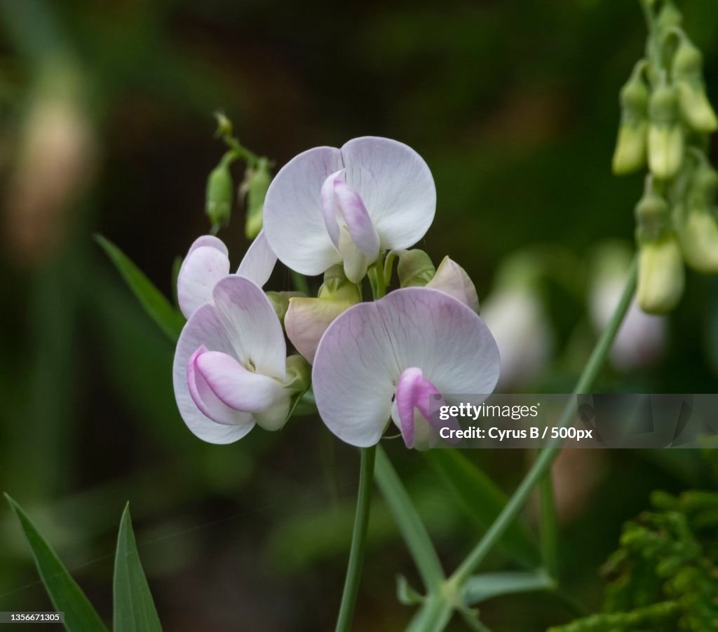 Pueraria phaseoloides,Close-up of purple flowering plant