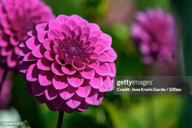 dahlia 15,close-up of pink dahlia flower,san francisco,california,united states,usa - jose garde stock-fotos und bilder