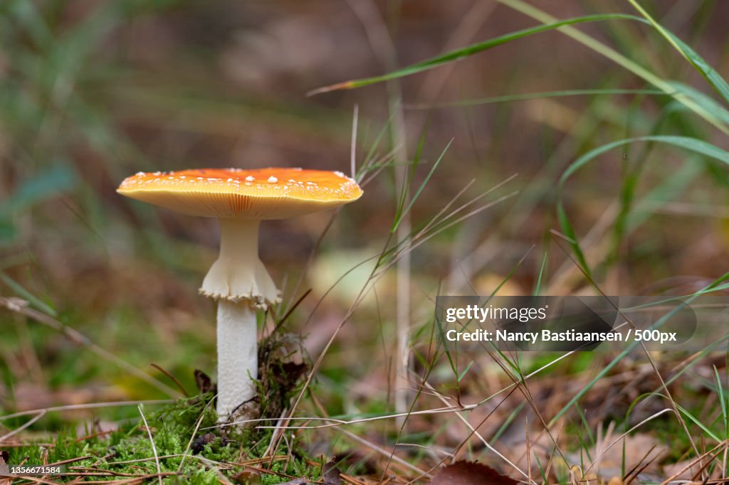 Herfst,Close-up of fly agaric mushroom growing on field