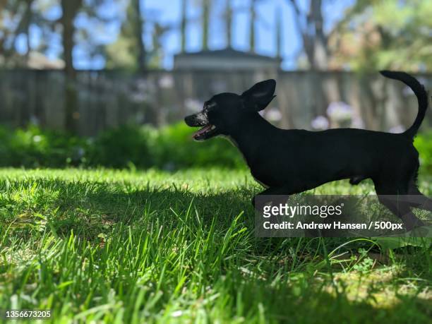 dog,side view of goat standing on grassy field,folsom,united states,usa - black goat stock pictures, royalty-free photos & images