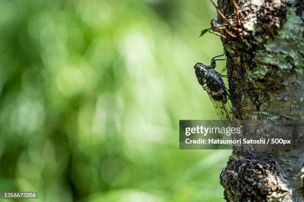 Sacaita Insect Cicadas Tree Photos and Premium High Res Pictures - Getty Images