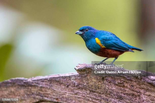 ferro velho,close-up of songpasserine tropical flycatcher perching on wood,brazil - ferro velho 個照片及圖片檔