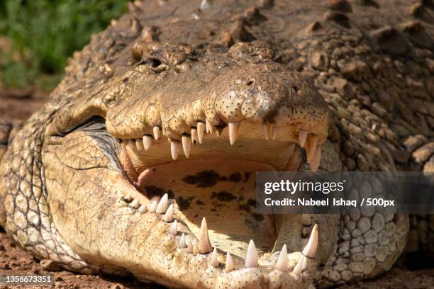 crocodile closeup,close-up of australian saltwater nile crocodile on field,nairobi,kenya - crocodile stock pictures, royalty-free photos & images