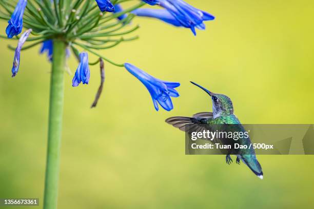 humming bird,close-up of hummingbird flying by flowers - colibri stock pictures, royalty-free photos & images