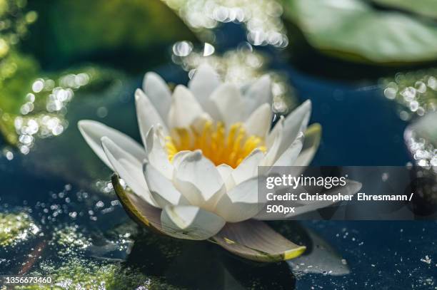 summer beauty,close-up of white water lily in lake,essen,germany - nénuphar photos et images de collection