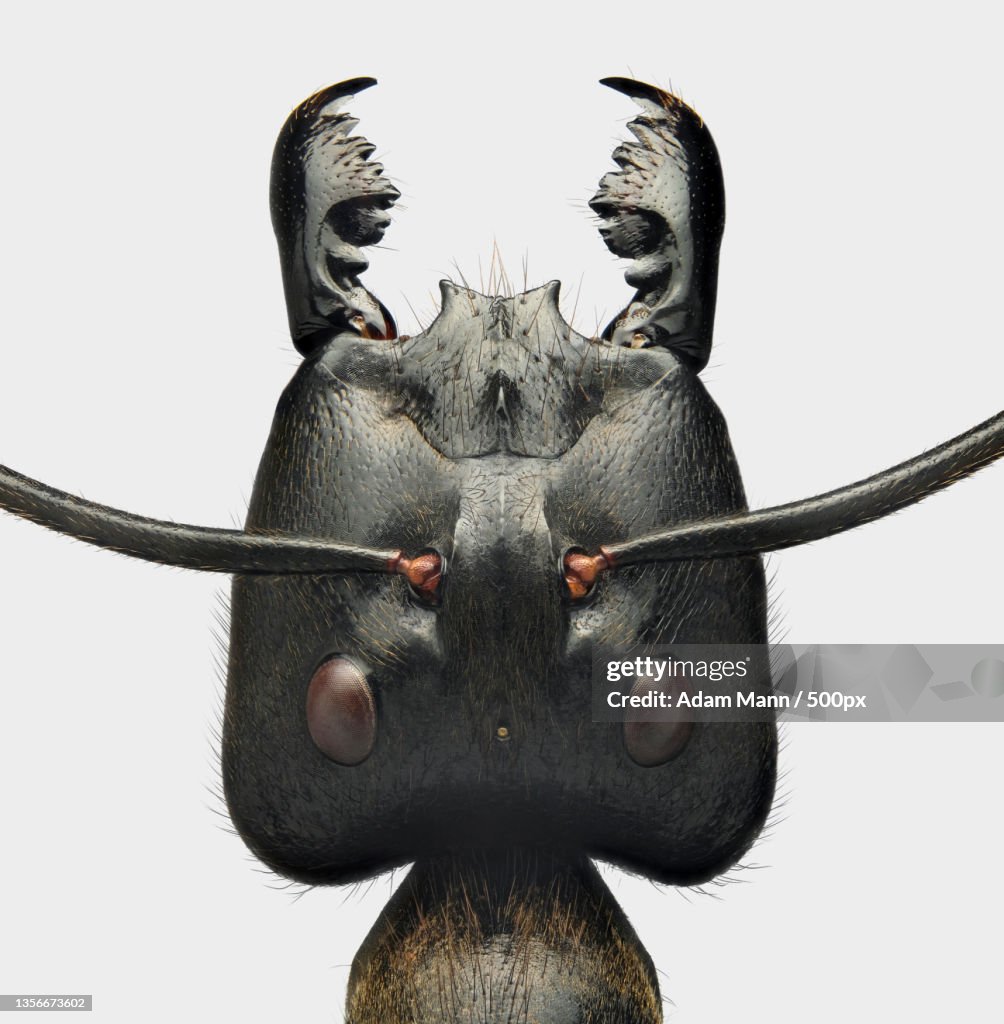 Giant Forest Ant,Close-up of animal against white background,Phoenix,Arizona,United States,USA