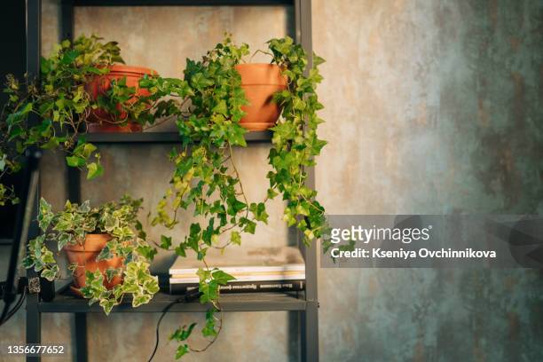 open shelves in the kitchen. modern white kitchen in scandinavian style with white ceramic brick wall. plants on the kitchen - 常春藤 個照片及圖片檔