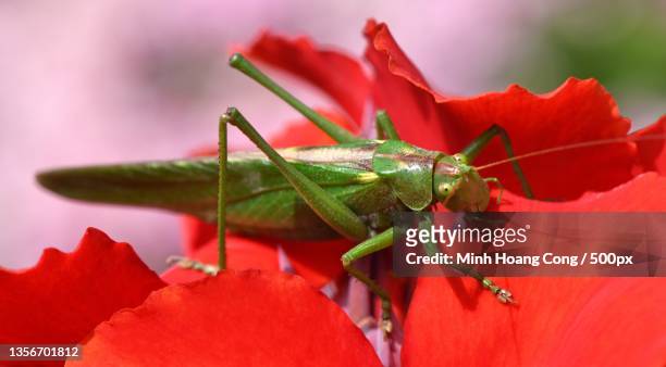 insect at home,close-up of insect on red flower,france - katydid stock pictures, royalty-free photos & images