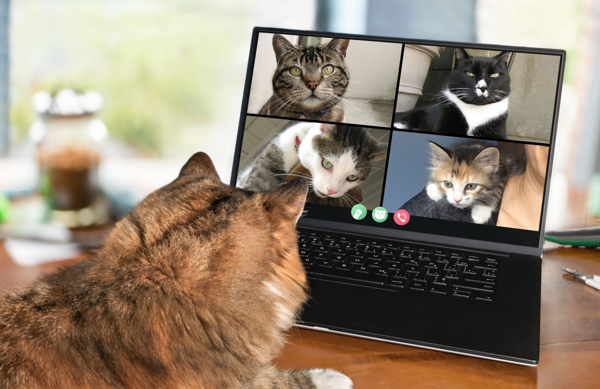pet meeting