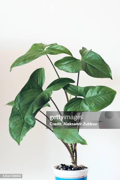 a bright living room with a houseplant. green leaves of a flower in a pot, against a white wall, at home or in the office. beautiful stylish modern design, minimalism. natural background. screen saver or wallpaper on the phone display. copy space. - busch stock-fotos und bilder