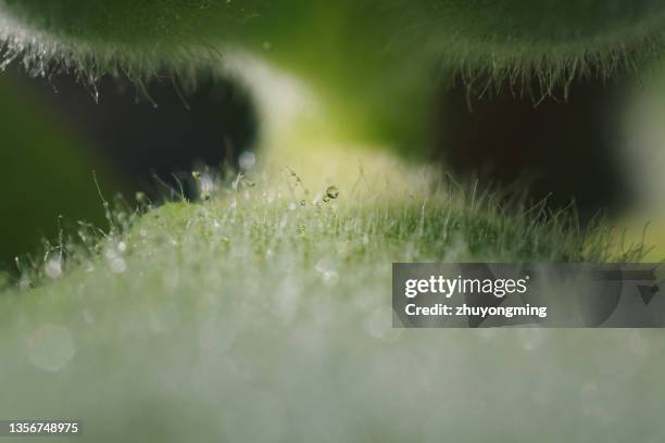 cotyledon ladismithen's leaf,succulent plant - villus stock pictures, royalty-free photos & images