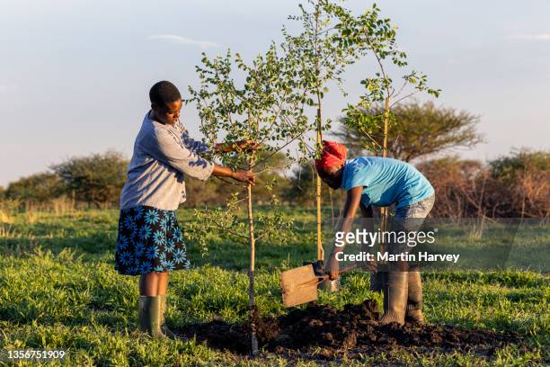 two black african woman farmers planting trees to combat climate change - community work africa stock pictures, royalty-free photos & images