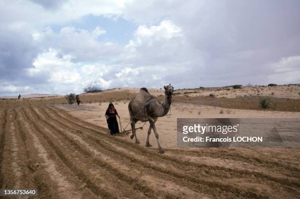 Femme travaillant la terre dans le Sinaï en novembre 1978.