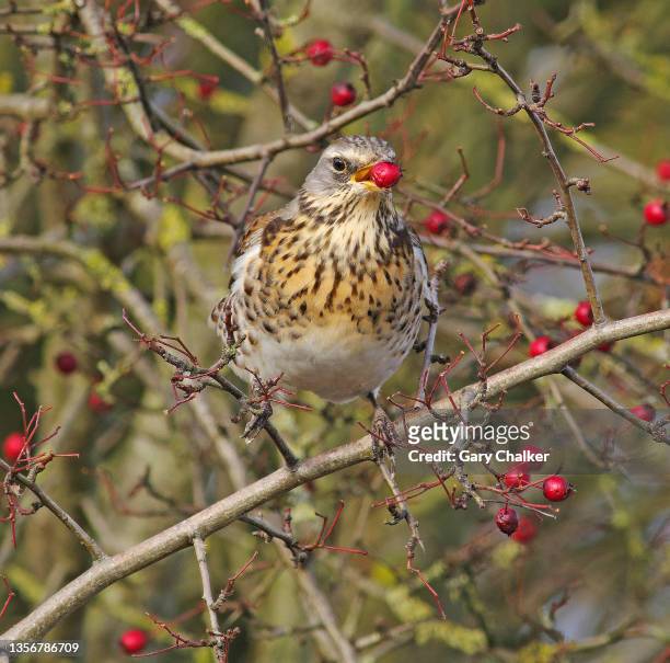 fieldfare [turdus pilaris] - may flowers stock pictures, royalty-free photos & images