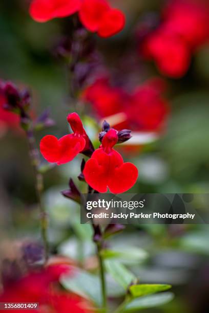 salvia greggii 'radio red' also known as red sage, red salvia, red hummingbird plant and , autumn sage, red flowers - red salvia stock pictures, royalty-free photos & images