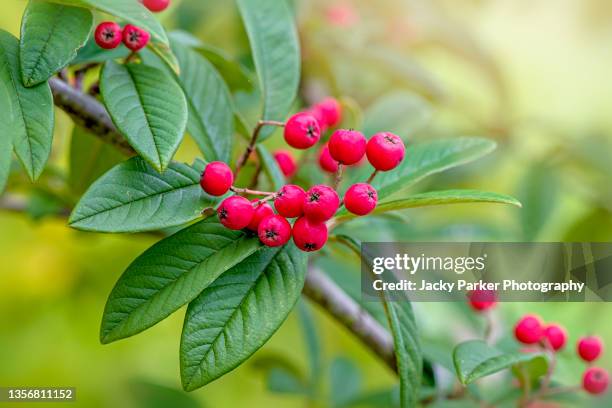 vibrant red, autumn berries of the cotoneaster tree - cotoneaster horizontalis stock pictures, royalty-free photos & images